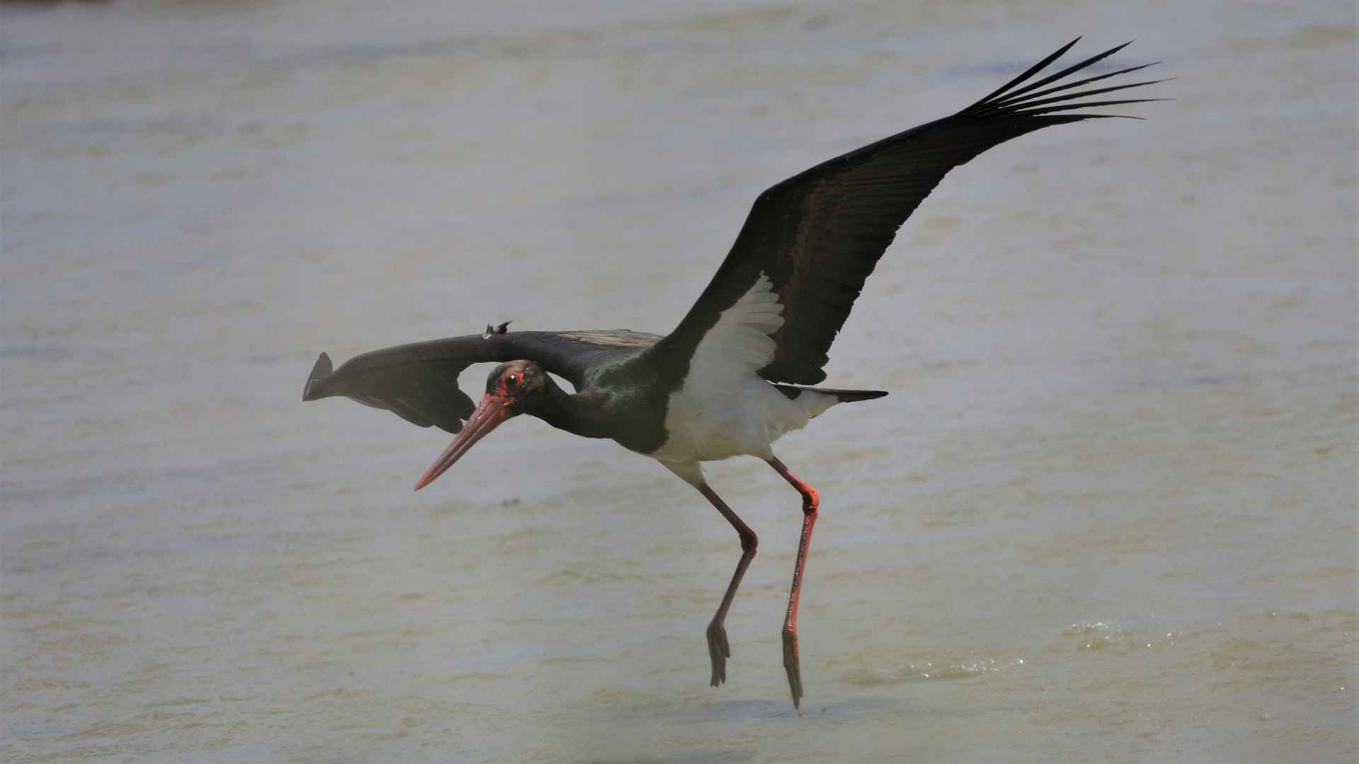 Black Stork